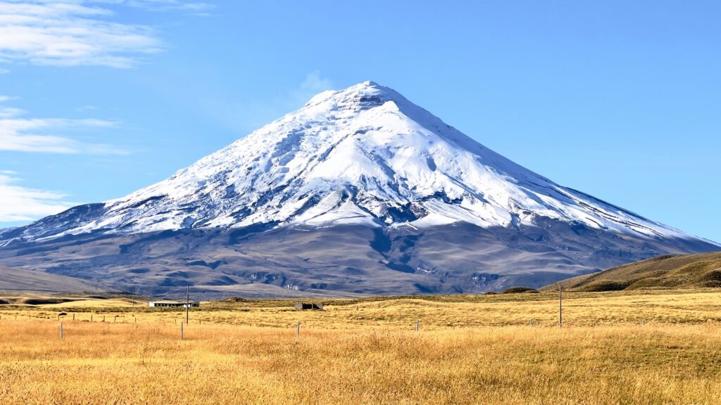 Cotopaxi Volcano in Ecuador. Golden shrubs led to the foot of the mountain, where there's a thin line of rock and the cone is topped in snow. There's a blue sky with no clouds. Ecuadorian Sierra Top Sights
