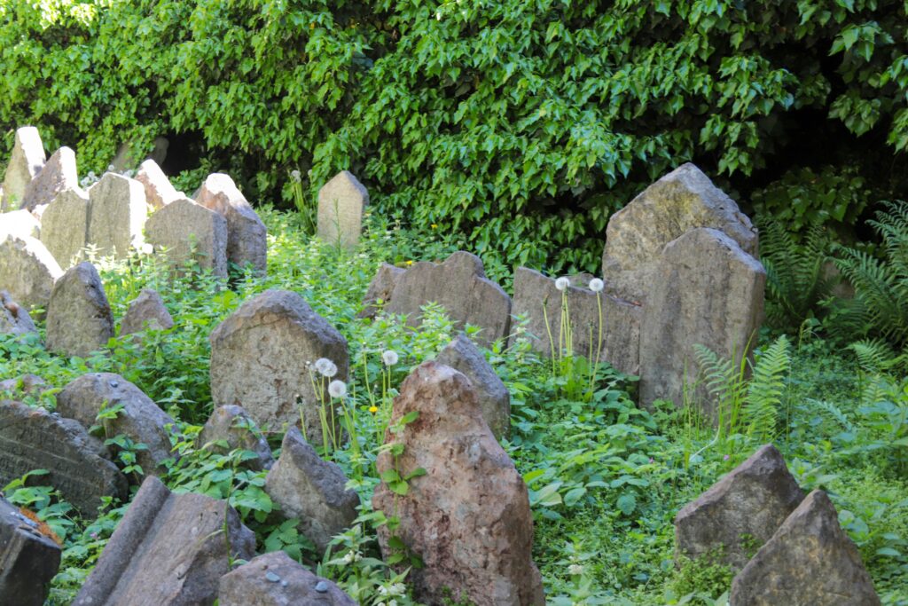 Ancient graves are surrounded by long grass  and shrubs in a Jewish cemetery in in Prague's Jewish Quarter