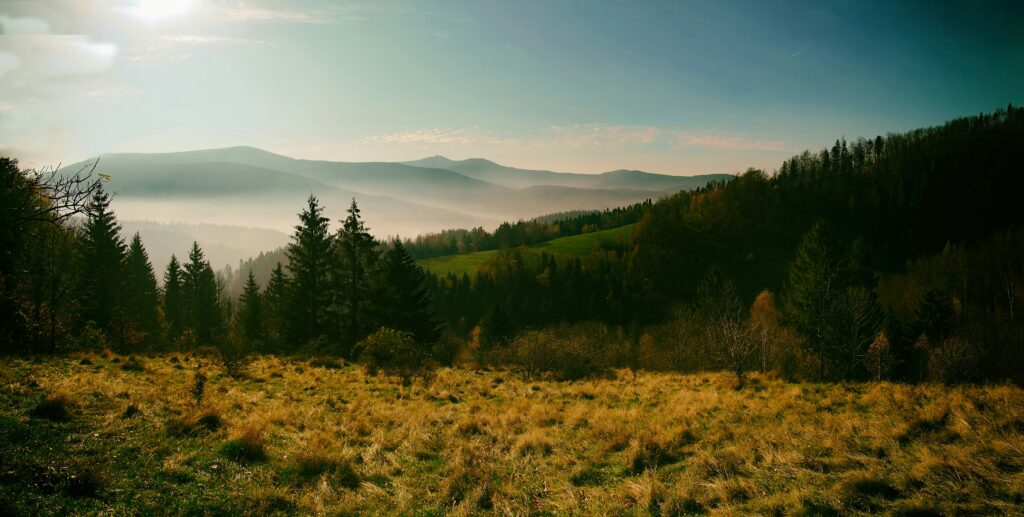 Mist fills a valley full of pine trees at sunrise in the Beskydy Mountains