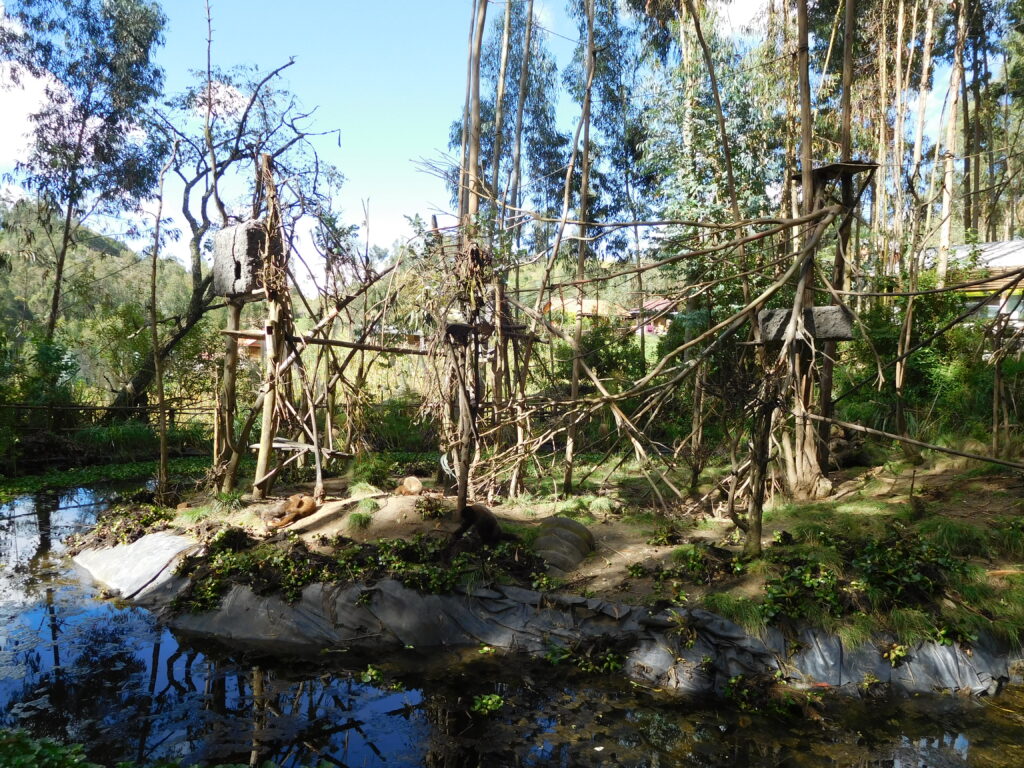 The Woolly Monkey Exhibit in Bioparque Amaru, Ecuador.