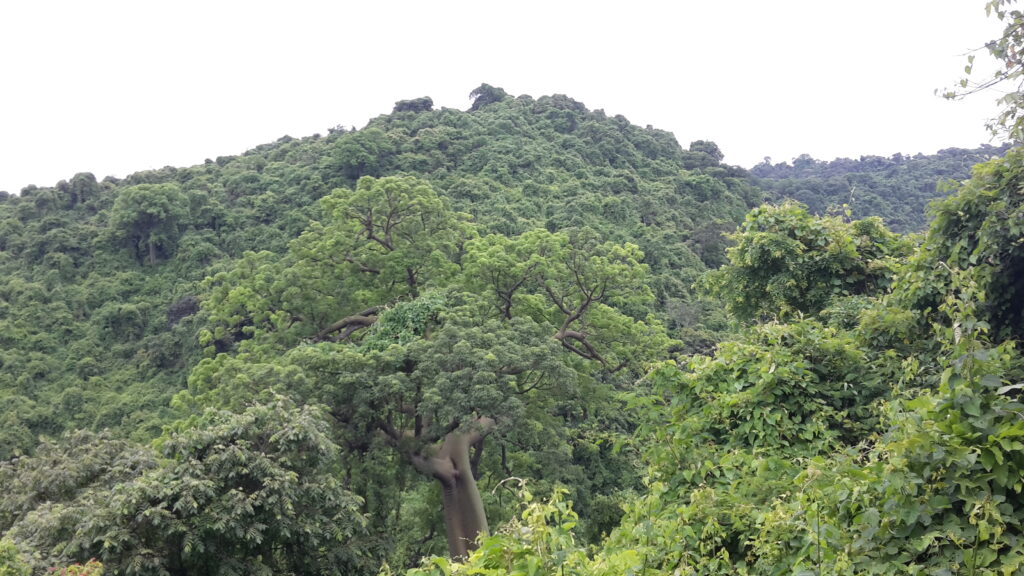 A hill covered in forest in the Cerro Blanco, Ecuador.