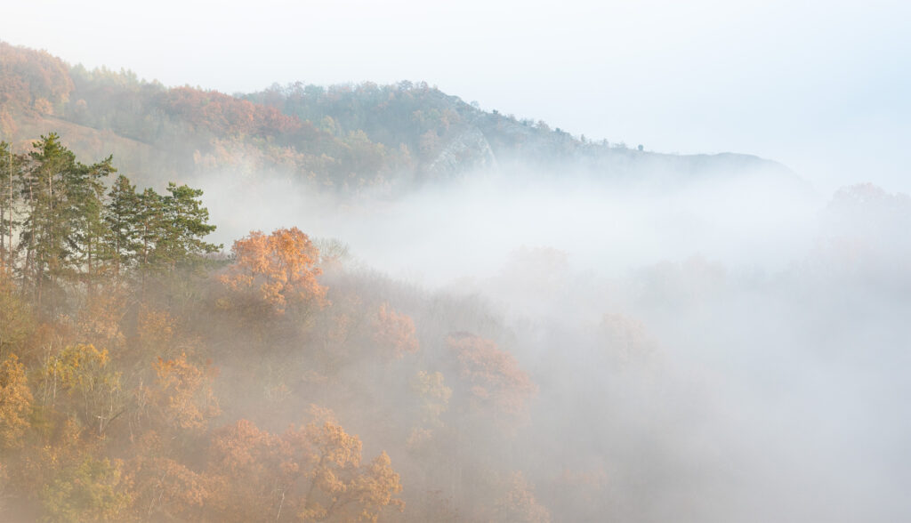 A foggy day in Autumn in Šumava National Park, Czechia. The autumn leaves are covered in mist.