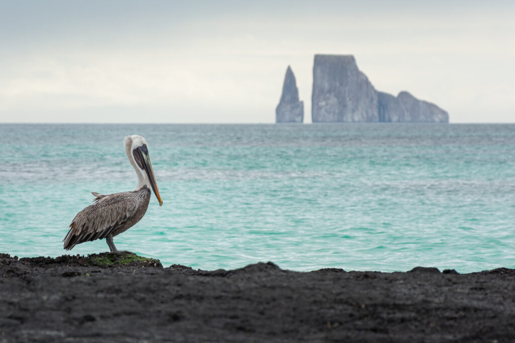 A pelican stands on some rocks on the shore with Kicker Rock in the background.