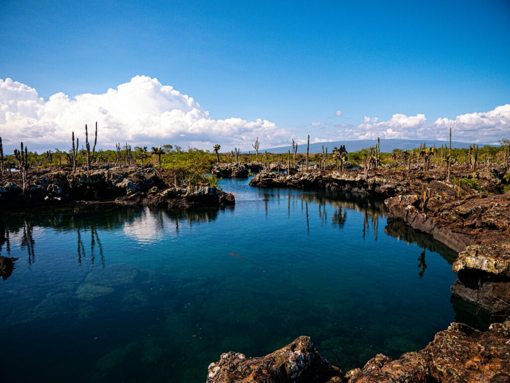 A still river flows through a volcanic landscape with cacti growing out of it on Isabela Island, in the Galápagos