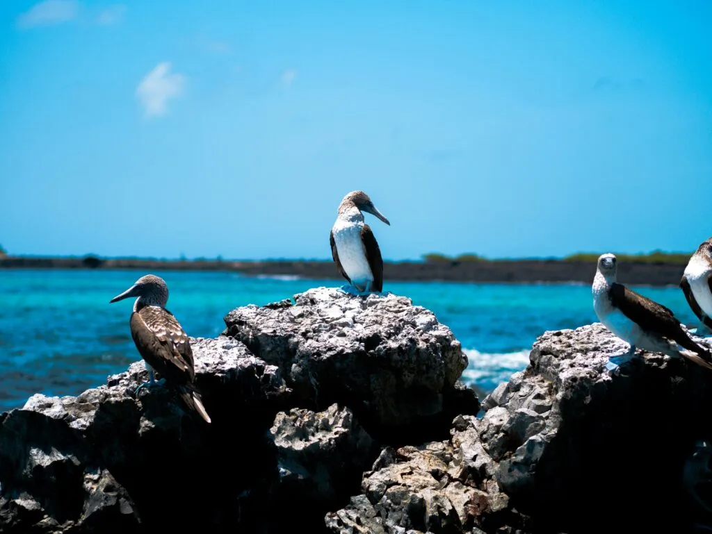 Seabirds sit on a rock with the Pacific Ocean behind them on the Galápagos Islands