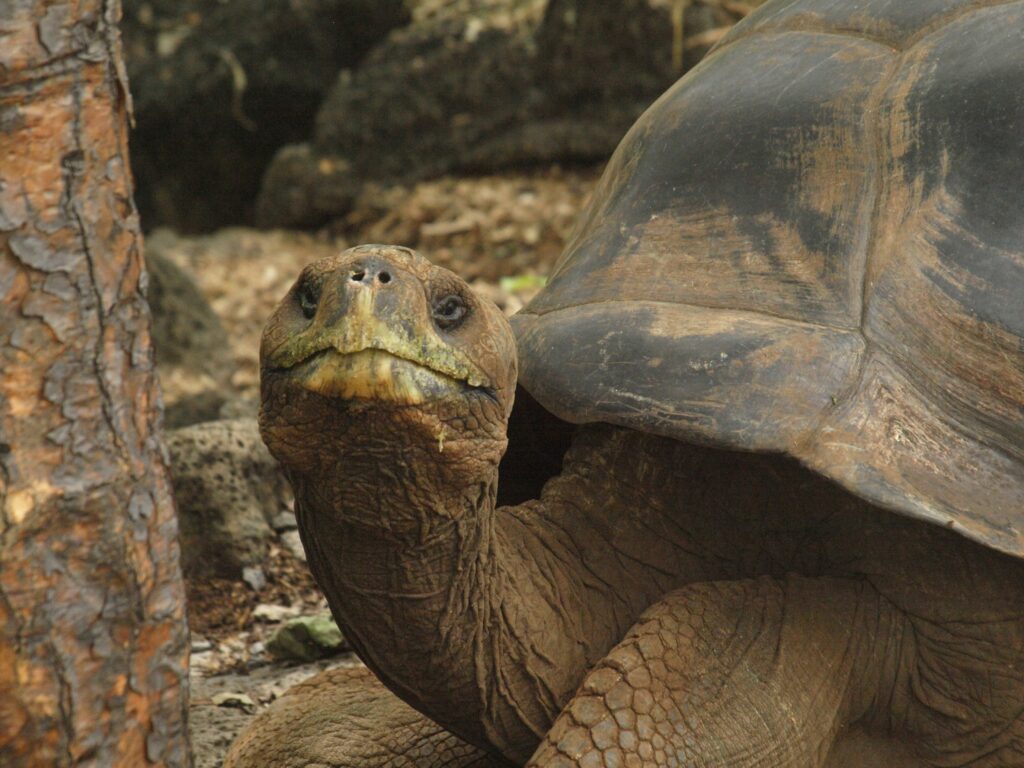 A close up of a giant tortoise looking at the camera at the Charles Darwin Centre on the Galápagos Islands.