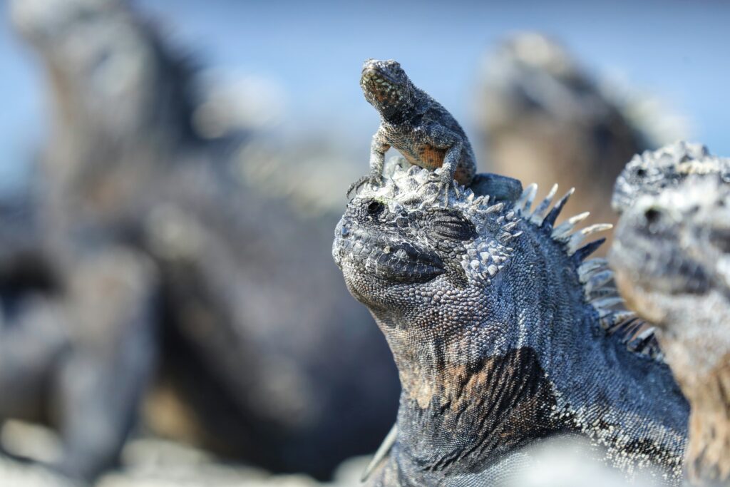 A little lizard rests in the sun on top of an iguana on the Galápagos Islands.