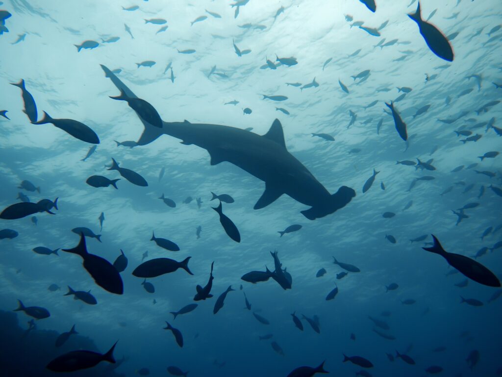 Hammerhead sharks swim within a school of other fish in the Pacific Ocean.