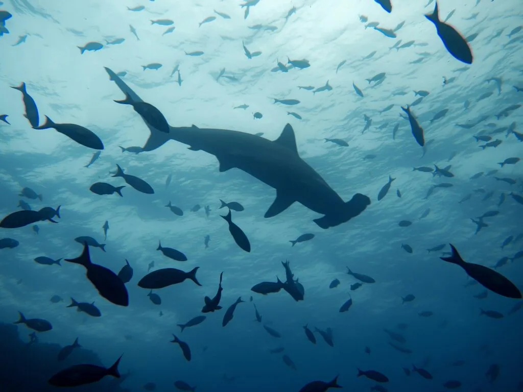 Hammerhead sharks swim within a school of other fish in the Pacific Ocean. Wheely Tyred best places to camp in the Galápagos Islands