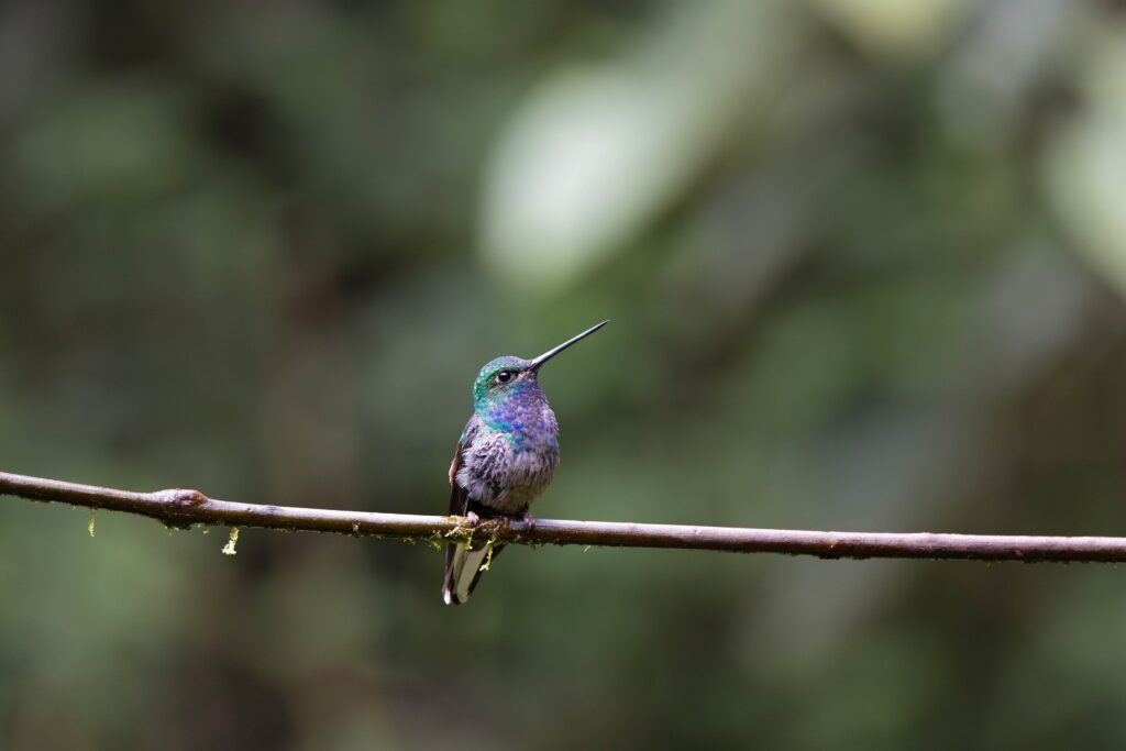A green-backed hummingbird sits on a branch. Wheely Tyred Ecuadorian Amazon safety