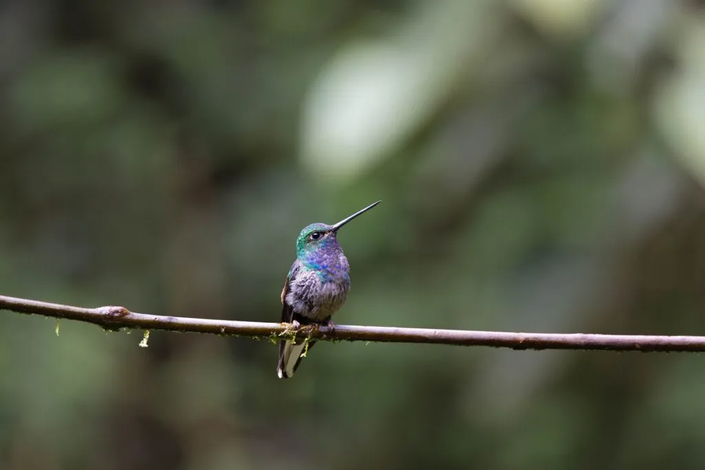 A green-backed hummingbird sits on a branch in the Ecuadorian Amazon.