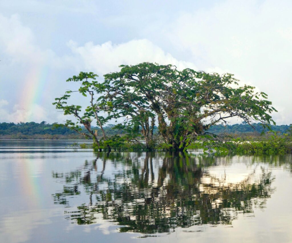 A tree grows out of a river near Cuyabeno. Wheely Tyred Ecuadorian Amazon safety