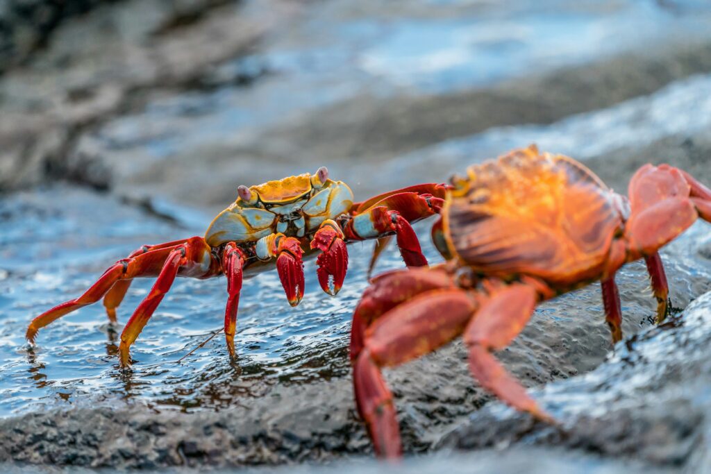 Brightly coloured Sally Lightfoot crabs face off in a territorial dispute on the Galápagos Islands.