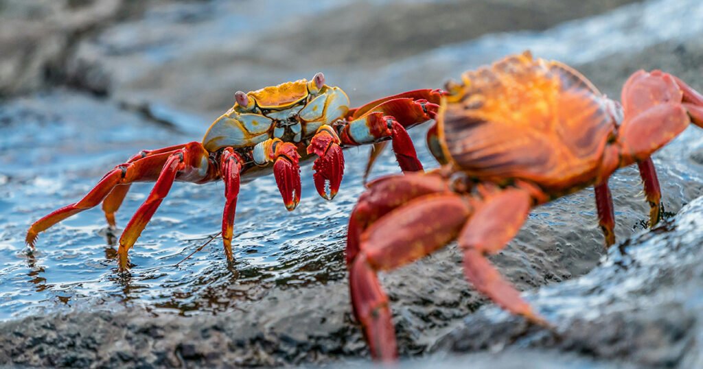 Brightly coloured Sally Lightfoot crabs face off in a territorial dispute on the Galápagos Islands.