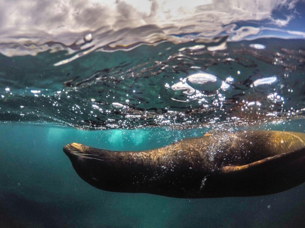 A seal swims just under the water's surface in the Pacific Ocean. It is surrounded by bubbles.