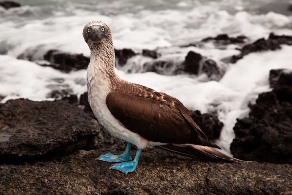 A blue-footed booby looks directly at the camera on the Galápagos Islands.