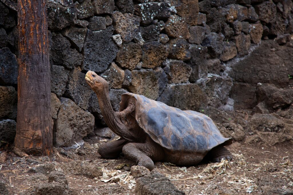 A Galápagos tortoise looks up towards a tree.