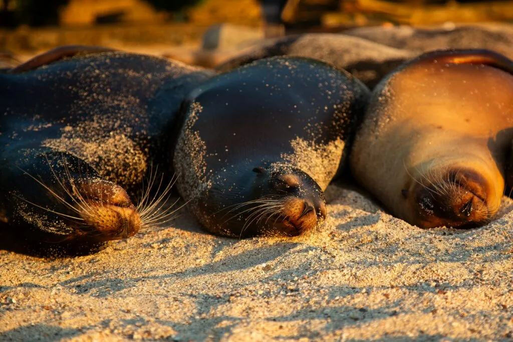 Sea lions sleep on the Galapagos Islands