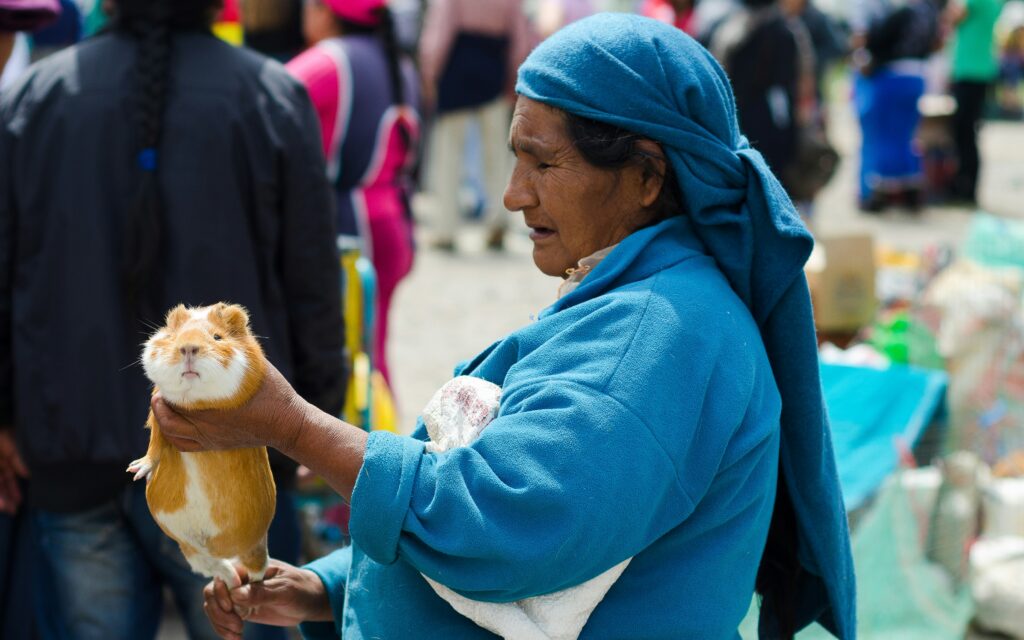 An indigenous woman holds a guinea pig in Otavalo.