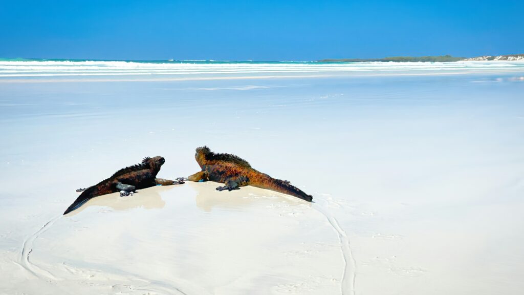 Two iguanas rest on a beach on the Galápagos Islands.
