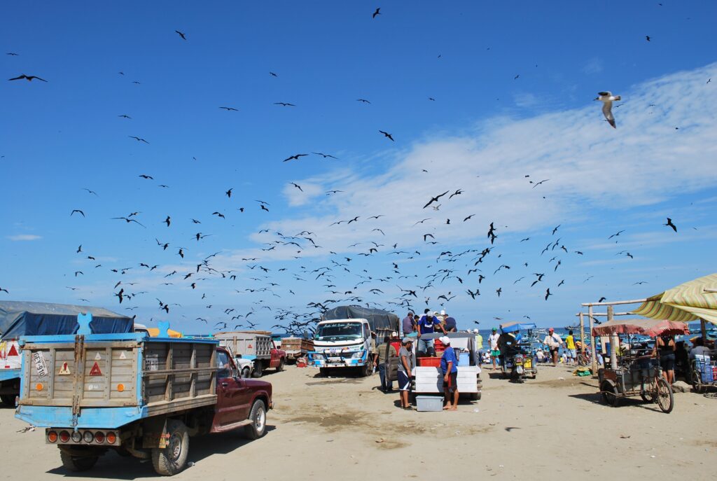 Seagulls fly around trucks as fish are loaded onto them in Puerto Lopez, Ecuador