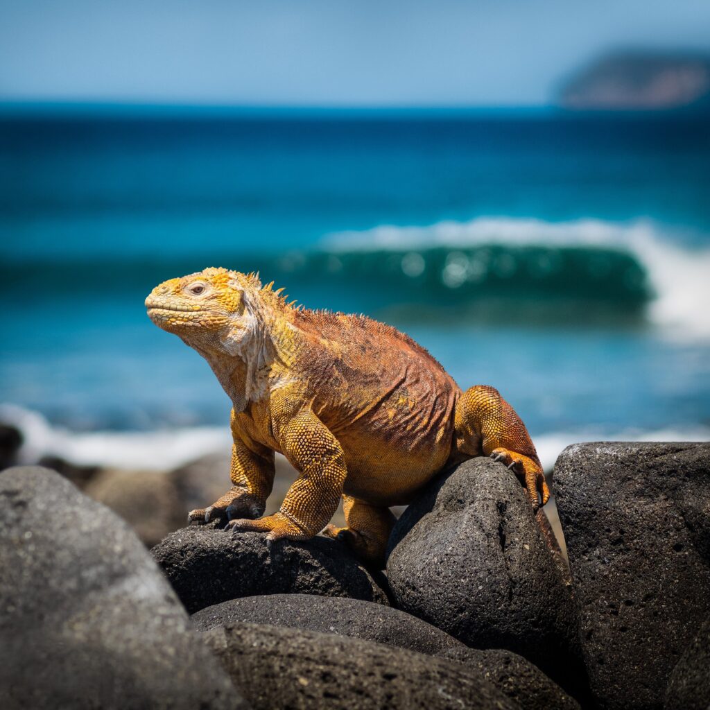 A yellow iguana rests in the sun on the Galápagos Islands, Ecuador.