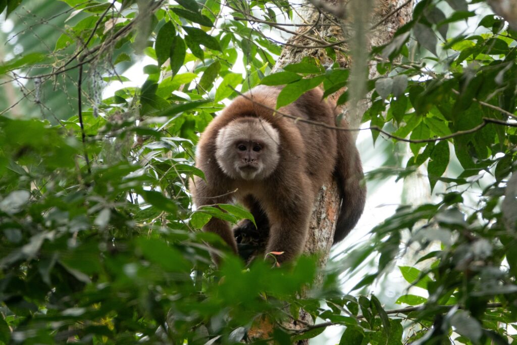 An Ecuadorian capuchin monkey sits in a tree. 