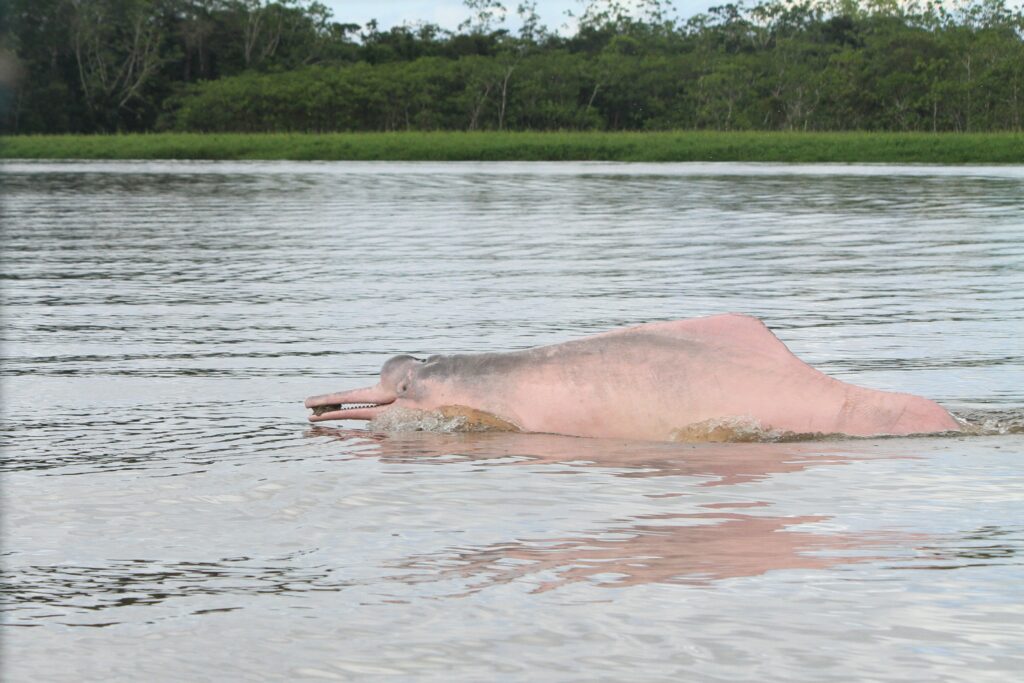 A pink river dolphin carries something in its mouth though the water in the Amazon Rainforest.