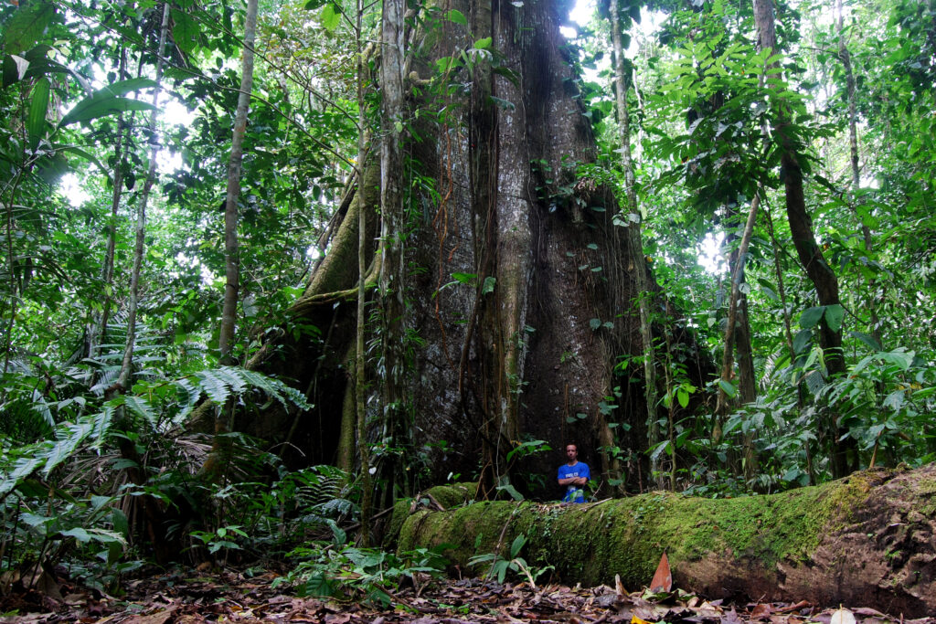 A man in a blue t-shirt stands underneath the huge buttress of a ceibo tree in Yasuní, Ecuador. Wheely Tyred Secrets of the Ecuadorian Amazon