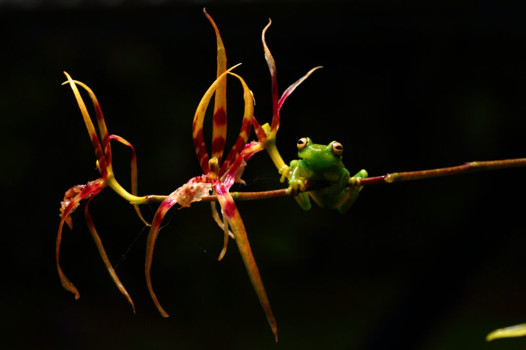 A frog sits beside an orchid in the dark in the Amazon Rainforest in Cuyabeno, Ecuador.