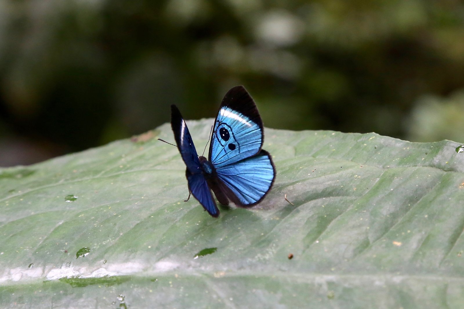 A butterfly with blue and black wings rests on a leaf in Parque Etnobotánico Omaere, Puyo, Ecuador.