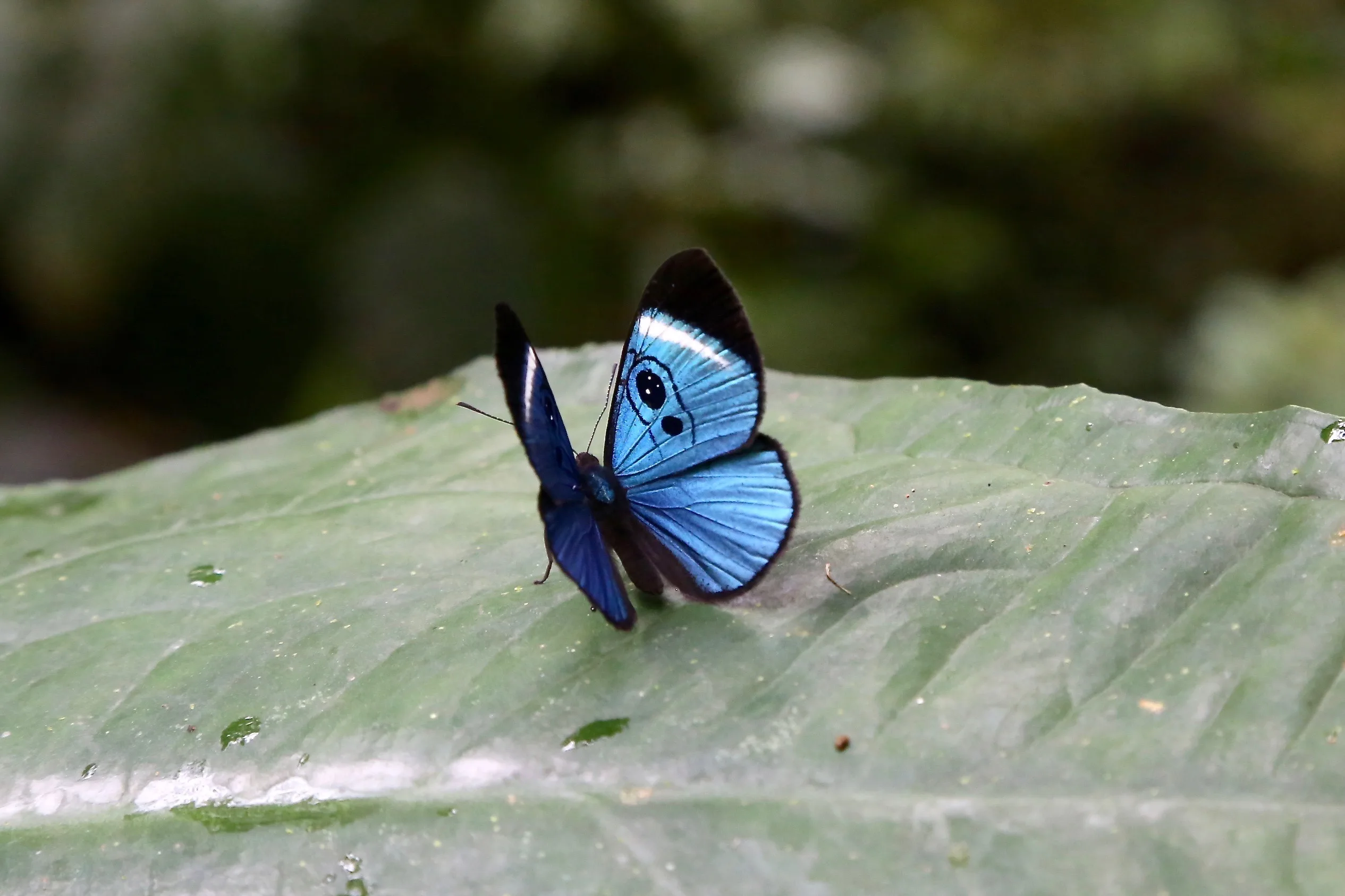 A butterfly with blue and black wings rests on a leaf in Parque Etnobotánico Omaere, Puyo, Ecuador.