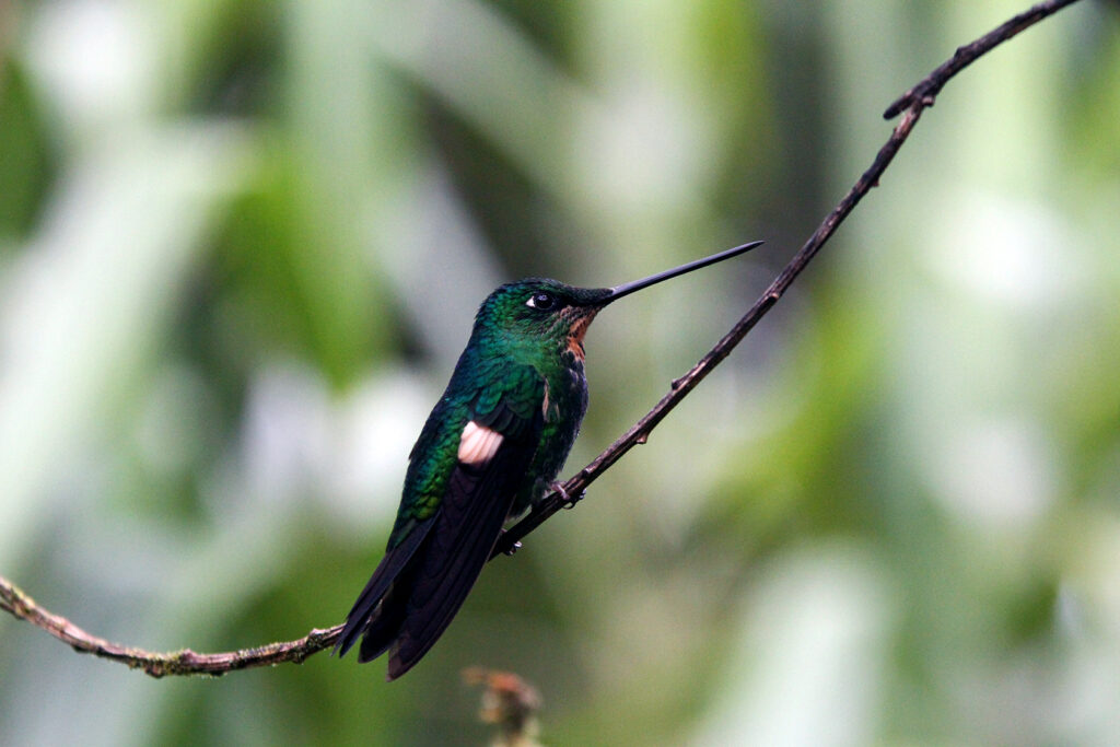 A dark green hummingbird sits on a branch in Reserva Yanacocha, near Puyo, Ecuador.