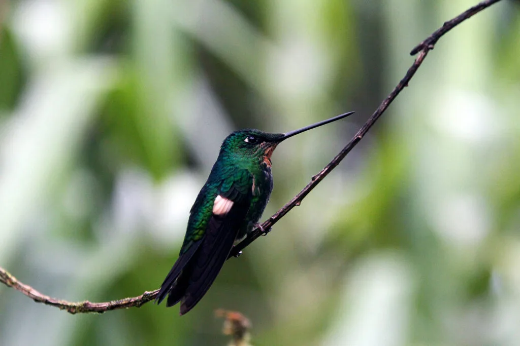 A dark green hummingbird sits on a branch in Reserva Yanacocha, near Puyo, Ecuador.