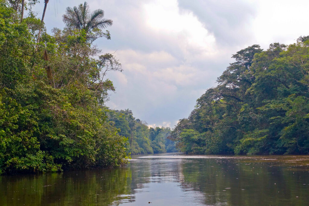 A river runs through the Amazon Rainforest in Cuyabeno, Ecuador.