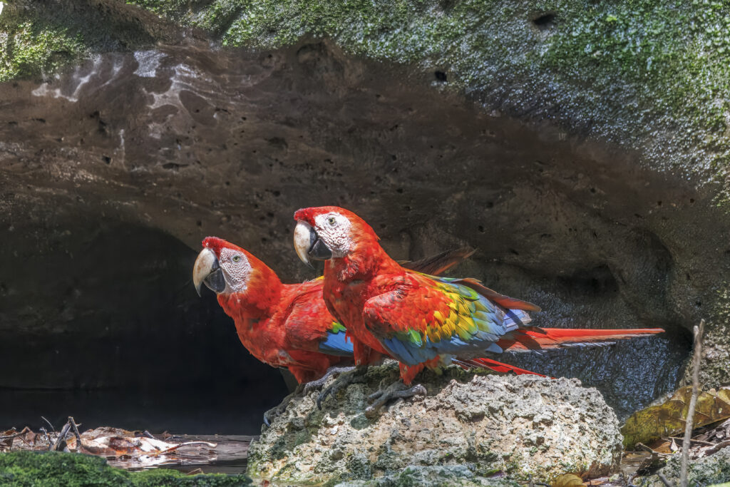 Two red and green macaws sit on a rock in Ecuador. Wheely Tyred Top attractions in Yasuní