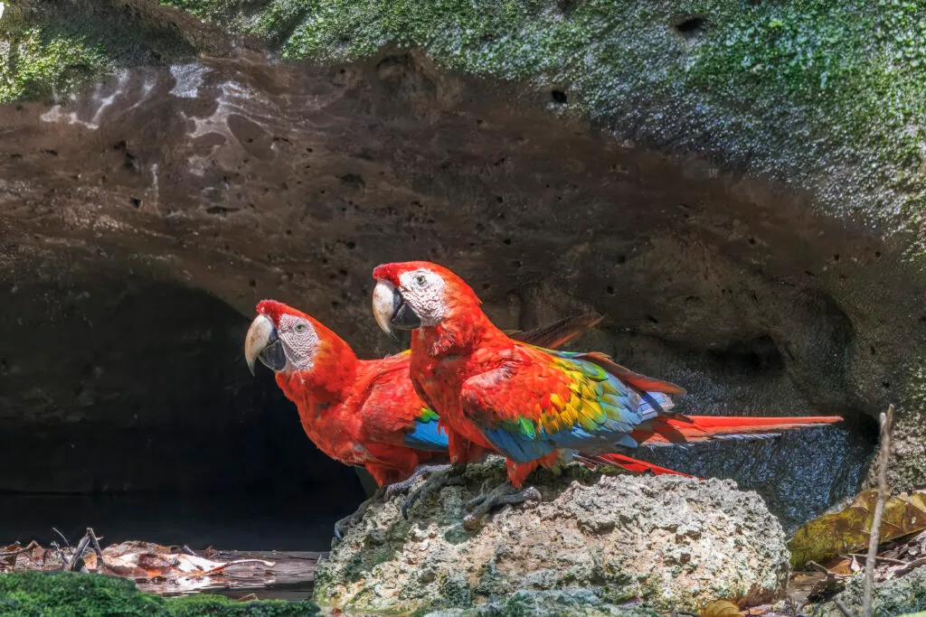 Two red and green macaws sit on a rock in Ecuador. Wheely Tyred Top attractions in Yasuní