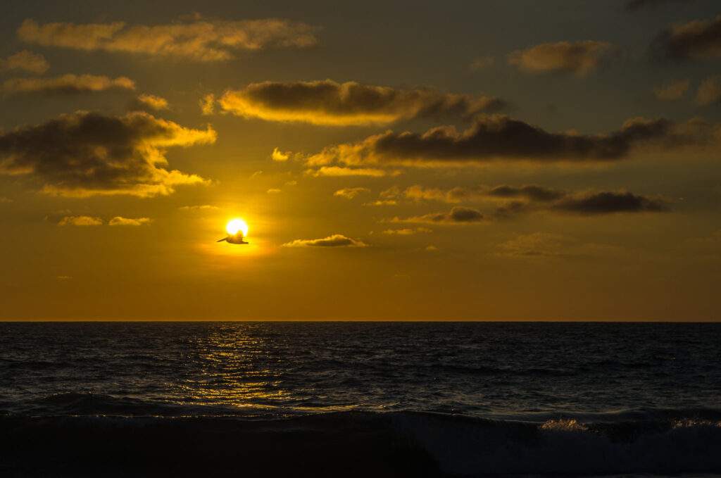 A pelican flies through the sunset at Playa Olón, Ecuador.