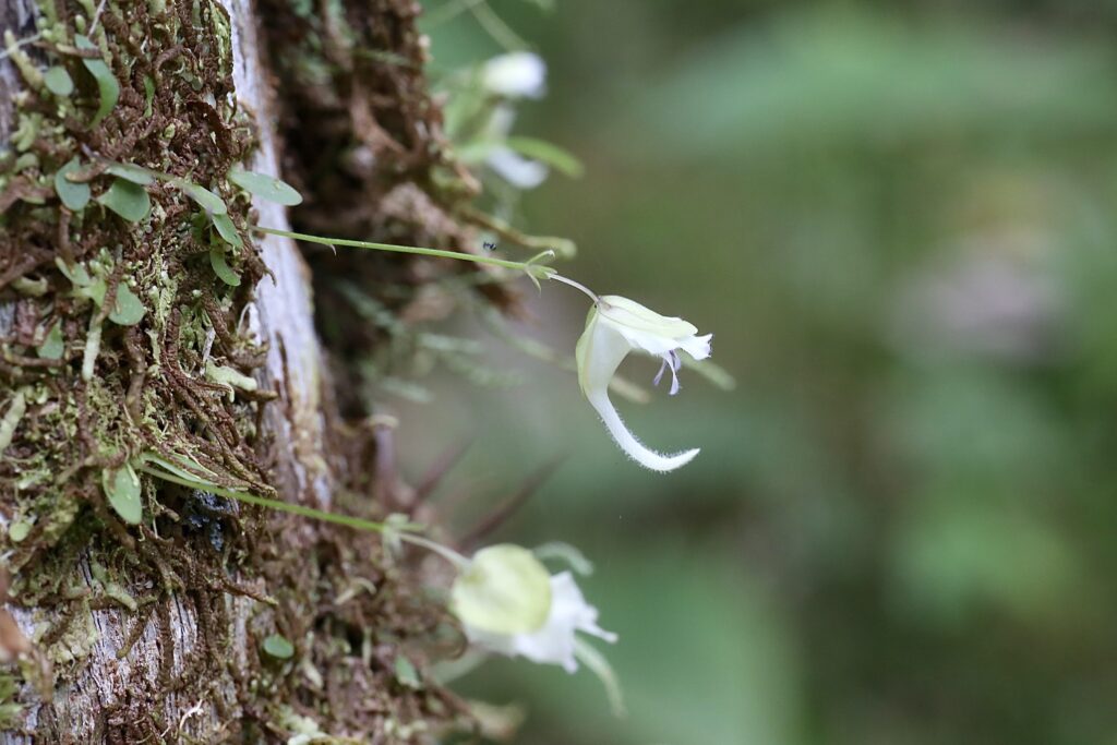 A small white orchid in the Jardín Botánico Las Orquídeas, Puyo, Ecuador.