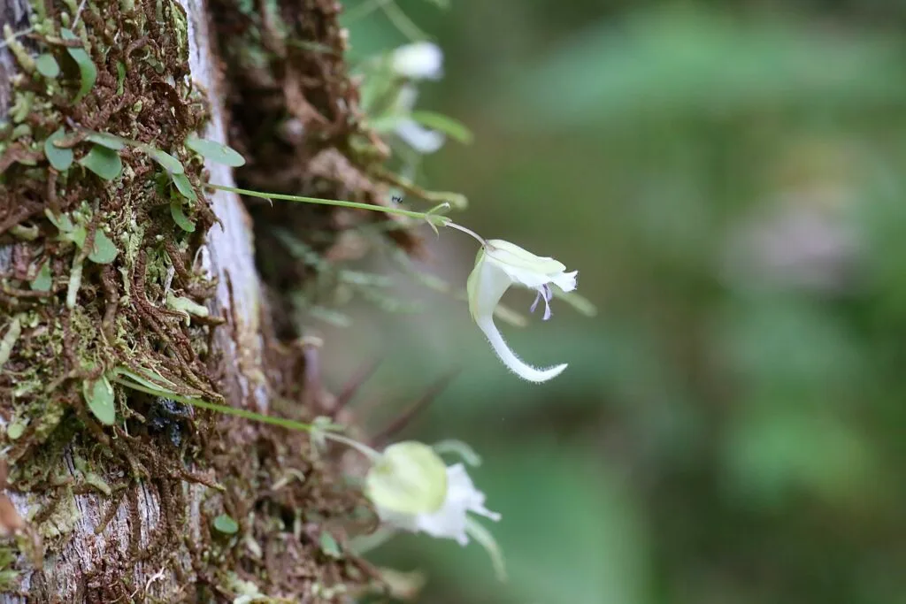 A small white orchid in the Jardín Botánico Las Orquídeas, Puyo, Ecuador.