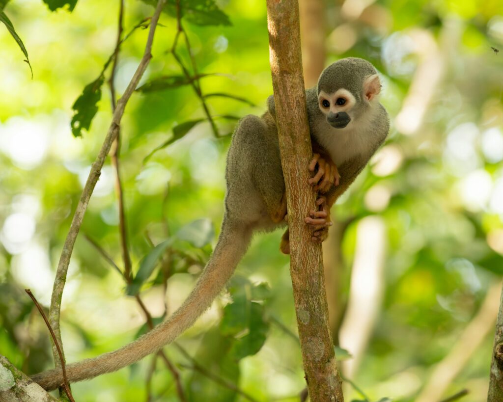 A squirrel monkey sits in a tree in Ecuador. Wheely Tyred Top attractions in Yasuní