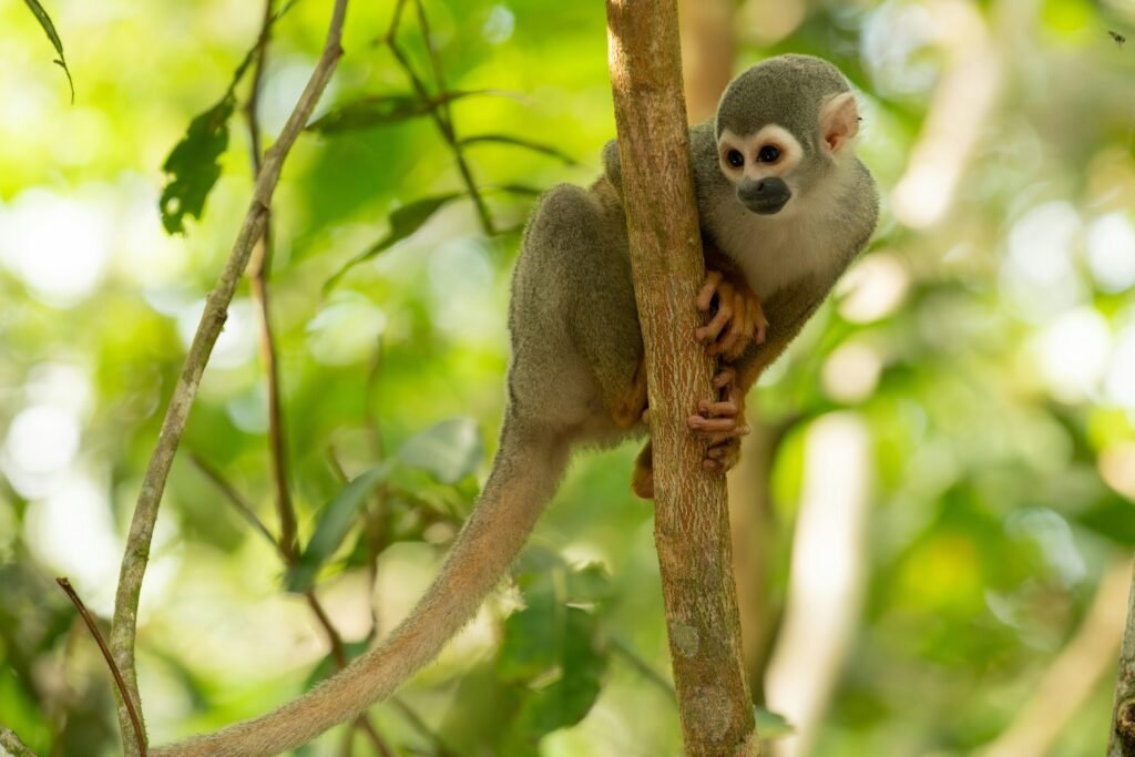 A squirrel monkey sits in a tree in Ecuador. Wheely Tyred Best places to camp in Yasuní