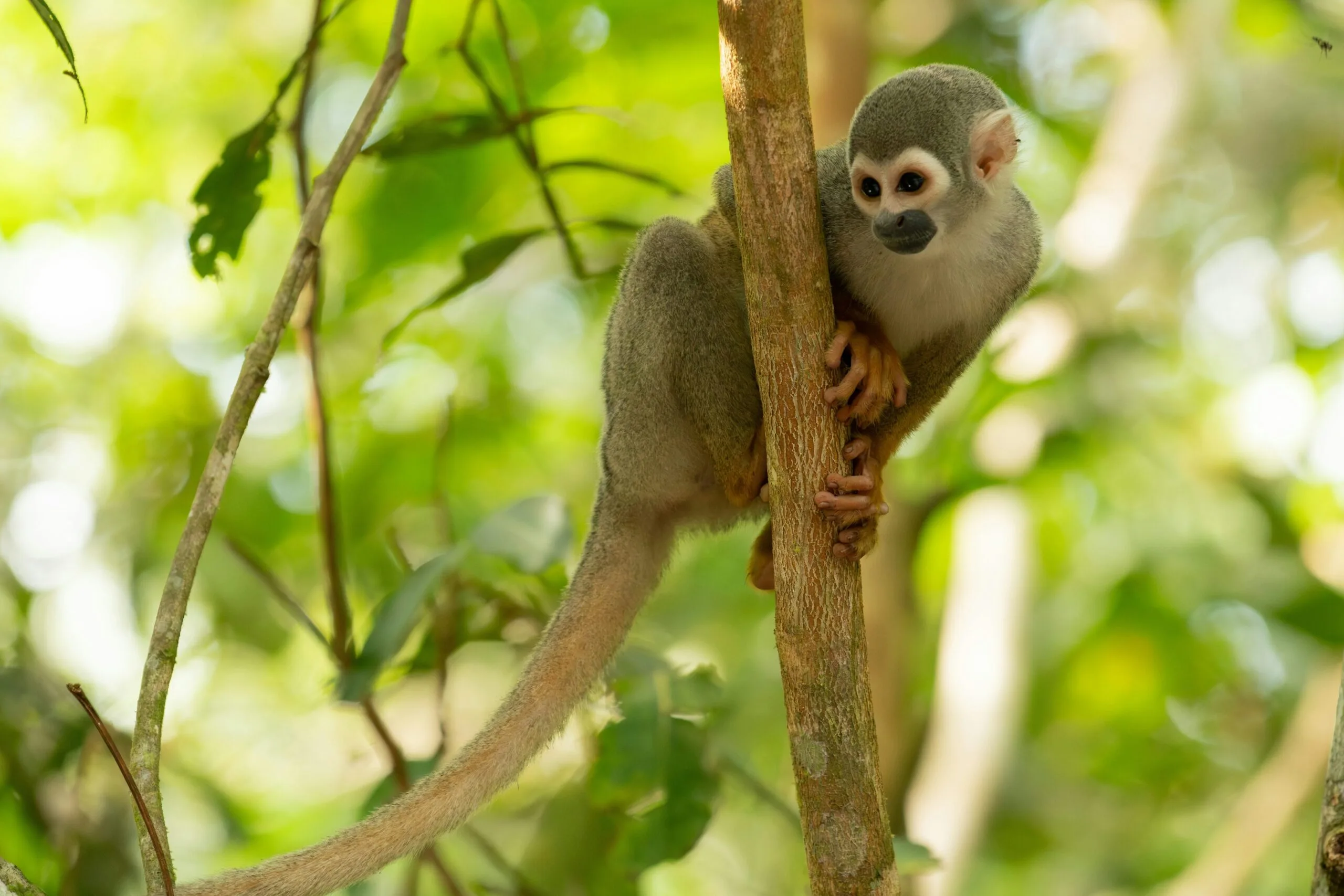 A squirrel monkey sits in a tree in Yasuní, Ecuador.