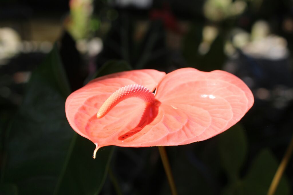 A beautiful red flower in Ecuador.