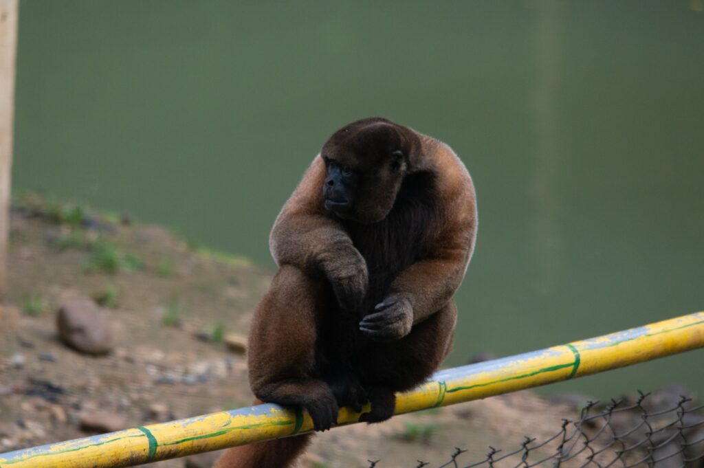 A monkey sits on a piece of bamboo in Tena, Ecuador.