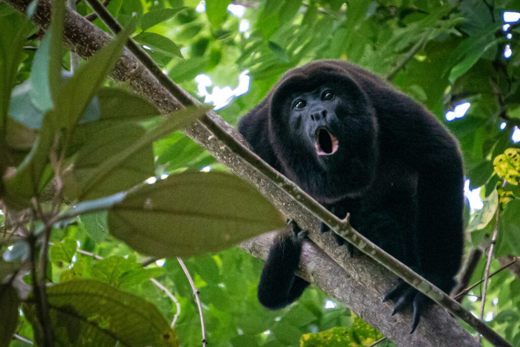 A howler monkey shouts from his perch in a tree.