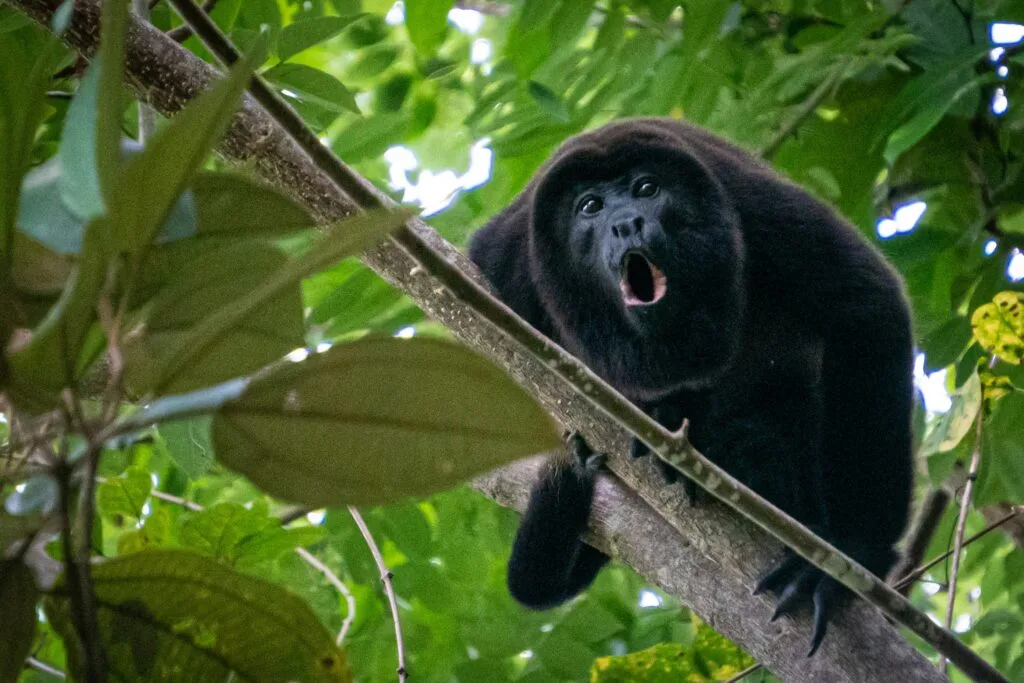 A howler monkey shouts from his perch in a tree.