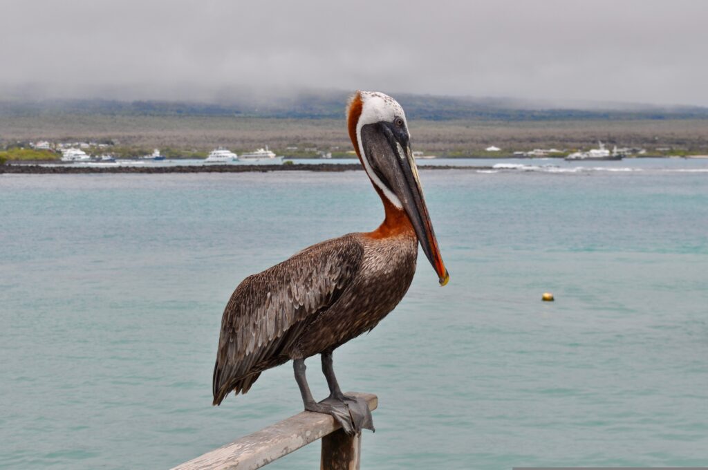 A pelican sits on a piece of wood near the ocean on the Galápagos Islands, Ecuador.