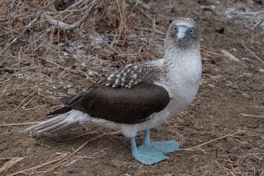 A blue-footed booby looks at the camera on Isla de la Plata, Ecuador
