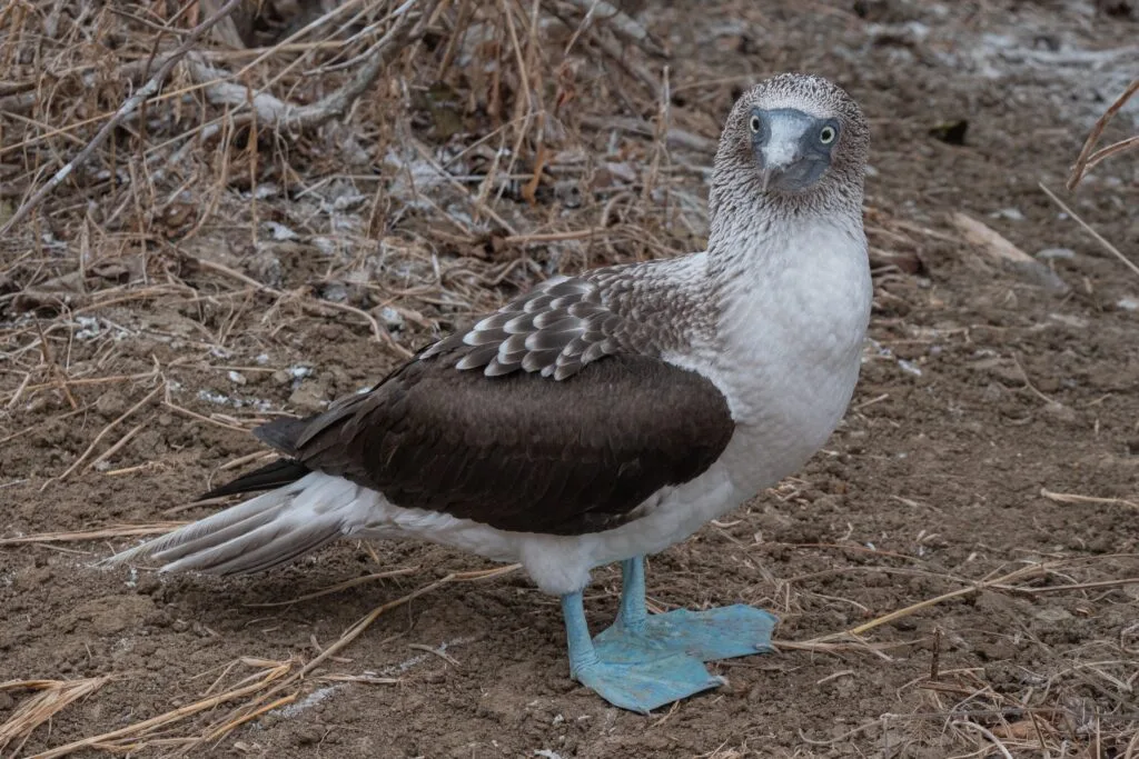 A blue-footed booby looks at the camera on Isla de la Plata, Ecuador